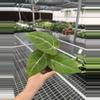 plant/Seed grown anthurium carla blackiae x pap red sinus starter plant growers choice-3-thumbnail