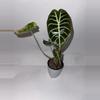 plant/Alocasia watsoniana ‘White Vein’ 4”-0-thumbnail