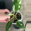 plant/Philodendron White Princess Tri-Color-0-thumbnail