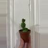 plant/Thanksgiving Cactus-0-thumbnail