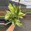 plant/Scindapsus marble prince 6” hanging basket growers choice-1-thumbnail