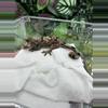 plant/Super High color -  peach, orange, green PI Chahoua - KD x GO518 6/18/25-0-thumbnail