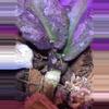 plant/Gorgeous Hoya Undulata Silver Splash well rooted w/ high variegation & active 🌱-2-thumbnail
