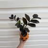 plant/Raven ZZ Plant-1-thumbnail