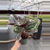 plant/Calathea Medallion 4” pot growers choice-2-thumbnail