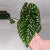 plant/6” Anthurium Luxurians-0-thumbnail