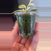 plant/Cumingiana Super Albo Plug-1-thumbnail