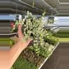 plant/Dischidia ruscifolia variegated 6” hanginf basket growers choice-4-thumbnail
