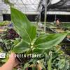 plant/Orange Birds of Paradise 4” pot growers choice-0-thumbnail