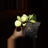 plant/Hoya Heuschkeliana-2-thumbnail