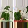 plant/Philo Emerald Duo (Green + Red)-0-thumbnail