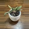 plant/Gasteria succulent-0-thumbnail