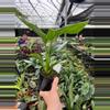 plant/Orange Birds of Paradise 4” pot growers choice-2-thumbnail