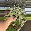 plant/Dischidia ruscifolia variegated 6” hanginf basket growers choice-3-thumbnail