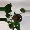 plant/6” Philodendron “White Knight”-1-thumbnail