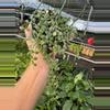 plant/Dischidia nummularia variegated 6” hanging basket growers choice-2-thumbnail