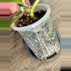 plant/Philodendron White Princess Tri-Color-3-thumbnail