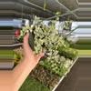 plant/Dischidia ruscifolia variegated 6” hanginf basket growers choice-5-thumbnail