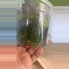 plant/Sp. Lai Chau Starter-1-thumbnail