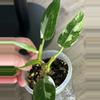 plant/Philodendron White Princess Tri-Color-2-thumbnail