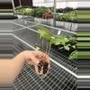 plant/Seed grown anthurium carla blackiae x pap red sinus starter plant growers choice-5-thumbnail