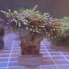 insulation/Gold torch indo 2 heads-1-thumbnail