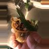 plant/Hoya Carnosa Wilbur Graves Russia Unrooted Fresh Cut-3-thumbnail