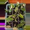 plant/Epipremnum Pinnatum Albo-0-thumbnail