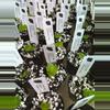 plant/🌱NEW! A. (Crystal x Dark Silver) x (Hoffmannii x Self) *My first hybrid!!! GC*-2-thumbnail