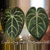 plant/🌱NEW! A. (Crystal x Dark Silver) x (Hoffmannii x Self) *My first hybrid!!! GC*-0-thumbnail