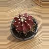 plant/One of a kind!!! SpinesNClay-1-thumbnail