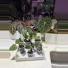 plant/shipping upgrade - 2 day UPS-0-thumbnail