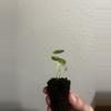 plant/Alocasia Ninja Tricolor-2-thumbnail