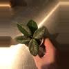 plant/Hoya Carnosa Wilbur Graves Russia Unrooted Fresh Cut-2-thumbnail