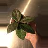 plant/Hoya Carnosa Wilbur Graves Russia Unrooted Fresh Cut-1-thumbnail