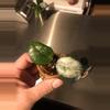 plant/Hoya Carnosa Wilbur Graves Russia Unrooted Fresh Cut-2-thumbnail