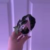 plant/Alocasia Pink Amazonica 💖-3-thumbnail
