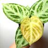 plant/Anthurium Dorayakii Silver Blush 4 Pot-0-thumbnail