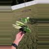 plant/Hoya Incrassata Albo 4"-1-thumbnail