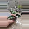 plant/Alocasia Pink Bambino (3)-1-thumbnail