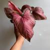 plant/Syngonium ORM NAK RED 4" pot-0-thumbnail