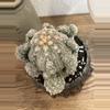 plant/Personal Collection-1-thumbnail