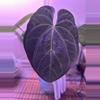 plant/*New* Anthurium pink lenonade x windy dress X WFN-0-thumbnail