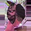 plant/Alocasia Yucatan Princess pink CORM-0-thumbnail