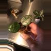 plant/Hoya Carnosa Wilbur Graves Russia Unrooted Fresh Cut-1-thumbnail