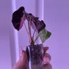 plant/Alocasia Pink Amazonica 💖-5-thumbnail