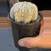 plant/Astrophytom Starfish-1-thumbnail