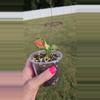 plant/Aglaonema Red Zircon 3.5" Seller's Choice-1-thumbnail