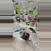 plant/Alocasia Pink Bambino (3)-0-thumbnail
