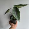 plant/Alocasia Platinum 4" pot-1-thumbnail